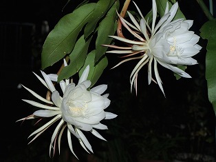 ��ӂ����@�������l