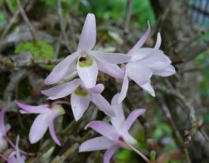 �s���N�̃Z�b�R�N