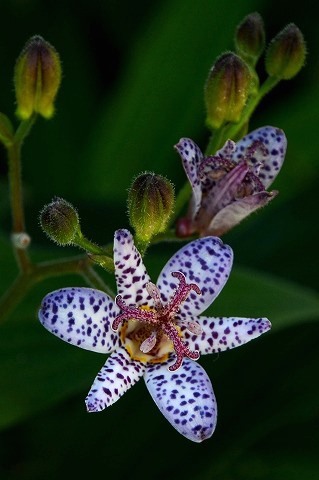 �z�g�g�M�X