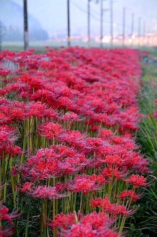 �O�g�̔ފ݉�