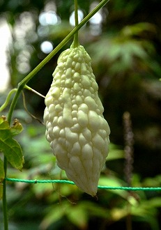 ���̃S�[��