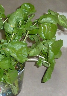 �N���\��